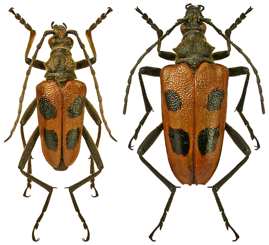 Pachyta quadrimaculata